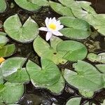 Nymphaea alba आदत