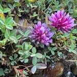 Trifolium wormskioldii Цветок