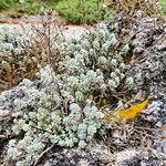 Alyssum oxycarpum Habit