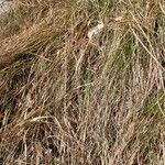 Sesleria caerulea Habitat