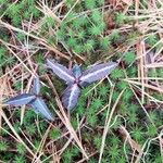 Chimaphila maculata Leht