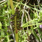 Pedicularis pyrenaica Leaf