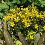 Ranunculus cortusifolius Bloem