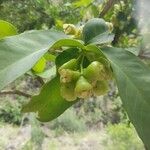 Syzygium aqueum Фрукт