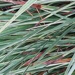 Acorus calamus List