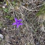 Campanula patulaŽiedas