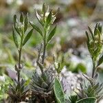 Draba incana Hábito