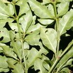 Psychotria biaristata List