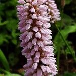 Bistorta officinalis Цветок