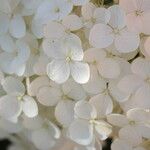 Hydrangea cinerea Flower