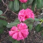 Rhododendron cerasinum Fiore