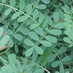 Trifolium ochroleucon Leaf