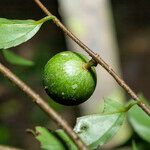 Casearia acuminata Плід