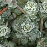 Sedum spathulifolium पत्ता