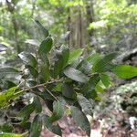 Naucleopsis capirensis Hoja