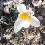 Crocus hyemalisFloare