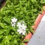 Cryptantha clevelandii Flower