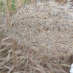 Miscanthus sinensis Blatt