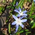 Scilla luciliaeFlower