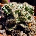Cylindropuntia fulgida Folha