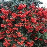 Pyracantha coccineaΦρούτο