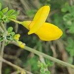 Cytisus arboreus Blomst