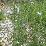 Cichorium endivia Habitat