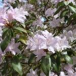 Rhododendron davidsonianum Bloem