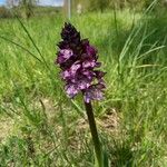 Orchis purpureaCvet