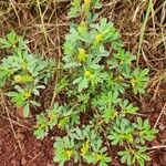 Crotalaria pycnostachya Лист