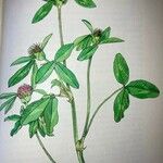 Trifolium pratense Habit