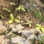 Pinguicula grandiflora Hábitos