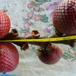 Mauritia flexuosa Fruit