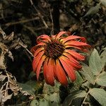 Mutisia lanata Flor