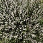 Thymus zygis Flower