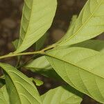 Cupania scrobiculata Leaf