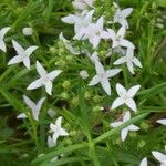 Stenaria nigricans Flower