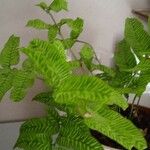 Coniogramme emeiensis Hoja