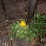 Calendula officinalis Pokrój