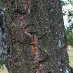 Cussonia paniculata Bark