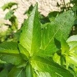 Mercurialis annua पत्ता