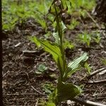 Cypripedium montanum 形态