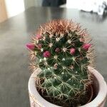 Mammillaria backebergiana Kwiat