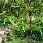 Camptotheca acuminata Blatt