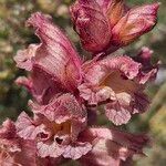 Orobanche alba Fula