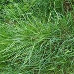 Elymus pungens Beste bat