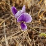 Vigna frutescens Blomma