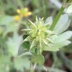 Ranunculus muricatus Fruit