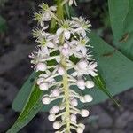 Phytolacca esculenta Flor