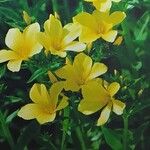 Linum flavum Bloem